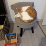 Chat Archibald